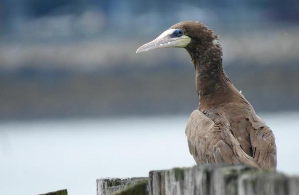 Brown booby in South Boston; is rarely seen north of the Caribbean