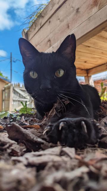 black cat on garden path under raised bed stretching out a paw