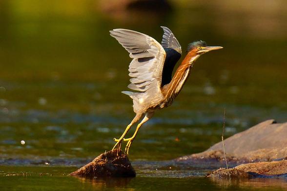 A Green Heron on its tiptoes as it begins taking off from a small rock in the river.