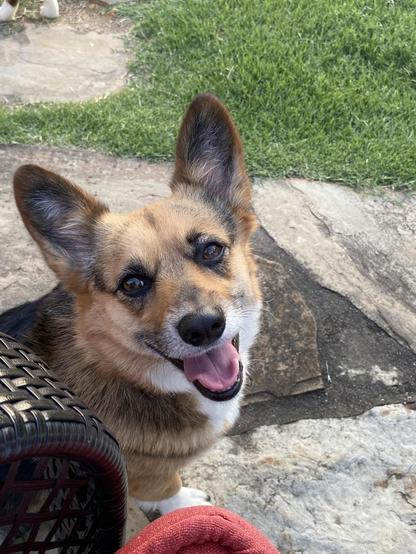 Smiling red headed tri-color corgi looking directly at camera. She is outdoors, sitting on a stone patio. There is green grass at the top of the photo and the arm of a chair and small sliver of a red seat cushion is visible in the lower left corner of the photo.