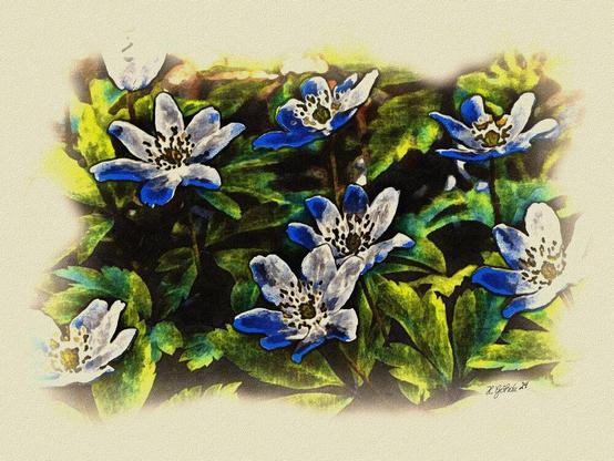 Ein bearbeitetes Foto das aussieht wie eine Zeichnung: Blauweiße Blüten vor grünen Blättern.

An edited photo that looks like a drawing: blue and white blossoms in front of green leaves.