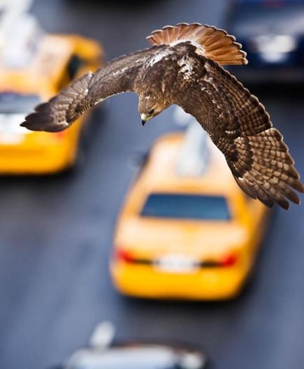 Photography. A color photograph
of a red-tailed hawk with outstretched wings. It is a big city bird, as the typical yellow cabs of New York can be seen blurred below it, but the impressive animal is the focus here. The red-tailed hawk has a body length of 45 to 58 centimetres and a wingspan of 107 to 141 centimetres. It has broad, rounded gray-brown wings and a strong beak. 
Info: Swiss photographer Francois Portmann lives in New York and photographs animals in and around the metropolis every day. His extraordinary photos bear witness to the astonishing diversity of wildlife in a unique urban environment.