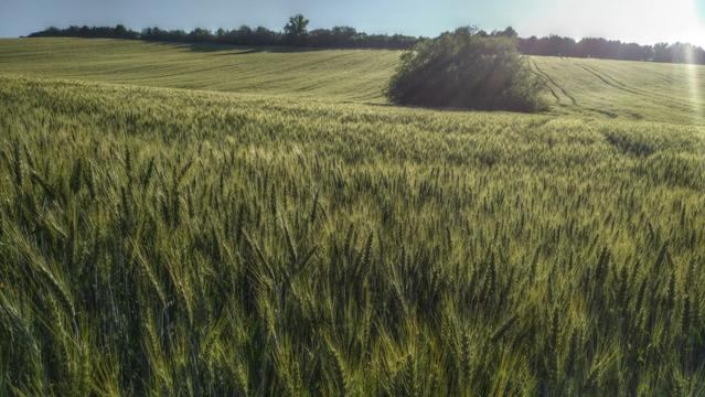 Photo of a wheat field, with a group of trees in the middle and a treeline back on the horizon.