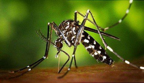 St. Kitts and Nevis - The Caribbean Public Health Agency has called on member states to remain vigilant against mosquito-borne diseases, 