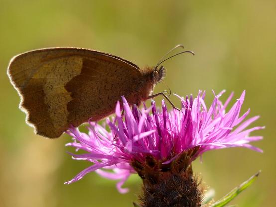 Close up side view of a butterfly (brown wings) on a thistle type plant in a sunny day. Background is out of focus green. Photo taken 12 July 2019 in a local park.