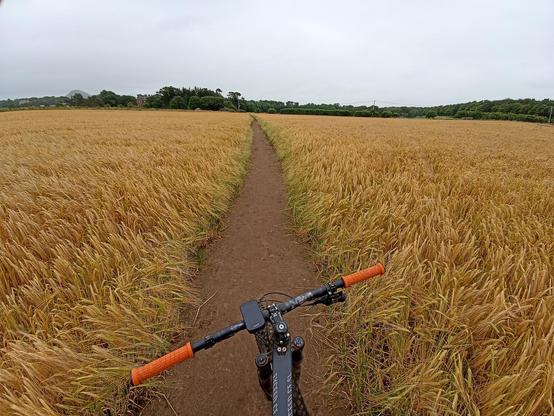 path through wheat field