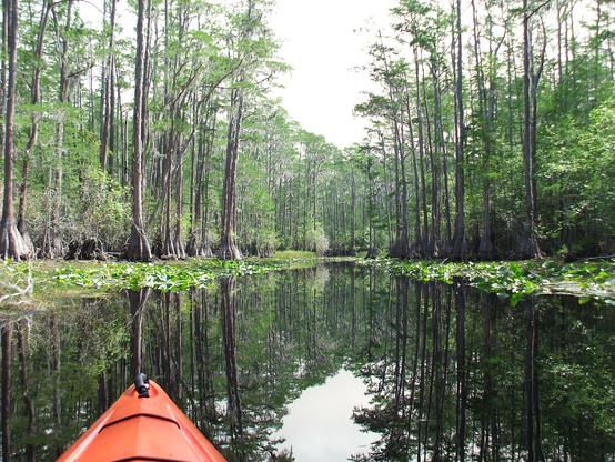 View of a cypress swamp from a kayak.