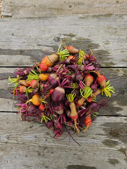 A jumble of young beetroot on a grey wooden allotment table. The foliage has been trimmed, so each root has a spiky 