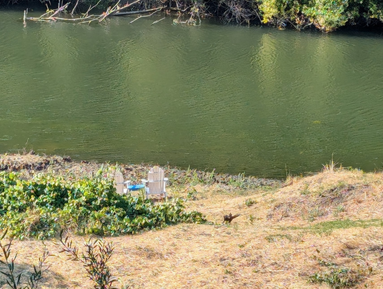 Two white Adirondack chairs and a blue table set beside a green river in Sonoma County, California.