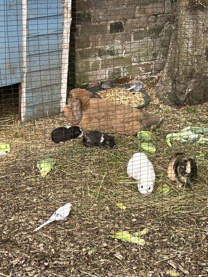 Rabbit guinea pig and birds pecking at lettuce leaves