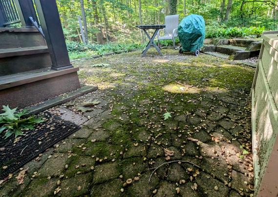 A brick patio, with some moss on it, but it is almost totally covered with shards of acorns, because there’s a huge oak tree overhanging it and the squirrels have been having an all you can eat buffet.