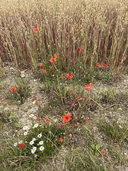 Poppies mixed in oats