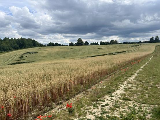 Poppies along a path by an oat field