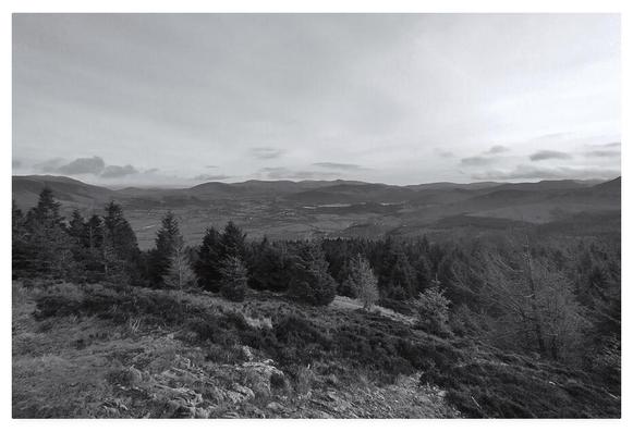 Black and white photograph showing the view over a spruce plantation down to the valley below.