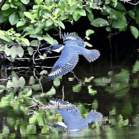 A belted kingfisher flying low over water. The bird, which is mostly blue with white and black barring on its wings and tail, has its wing fully outstretched. Its reflection is visible in the water.