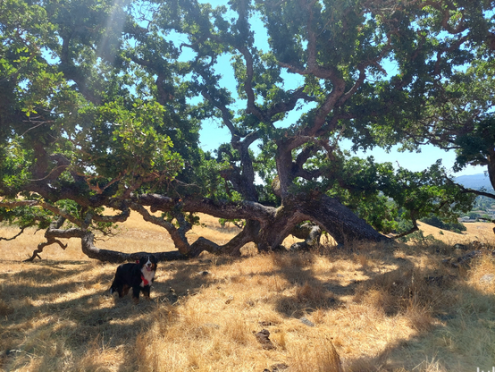 Josie, a Bernese Mountain Dog, stands under the shady canopy of a half reclining California Valley White Oak surrounded by golden grass.