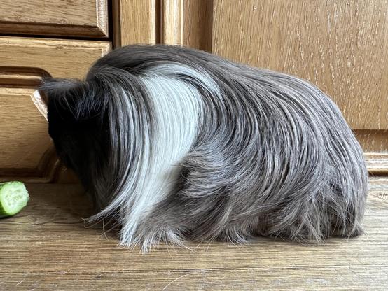 Long haired sable and white guinea pig with very big hair. 