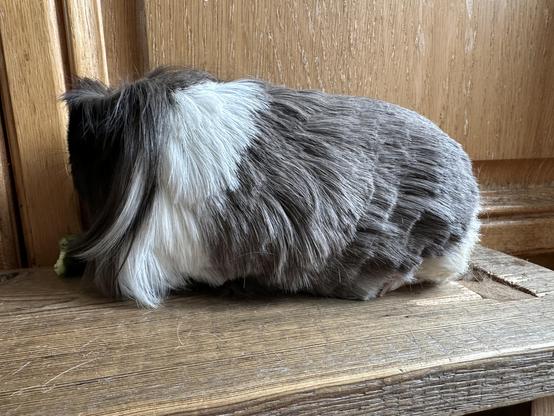 Long haired sable and white guinea pig after having a hair cut 