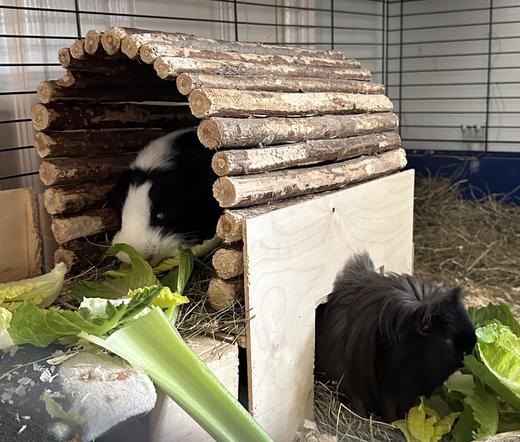 Guinea pigs in their cage eating lettuce 