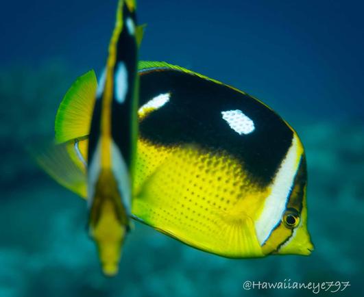 Two yellow fish at right angles to one another, each marked with black over their backs with prominent white spots.