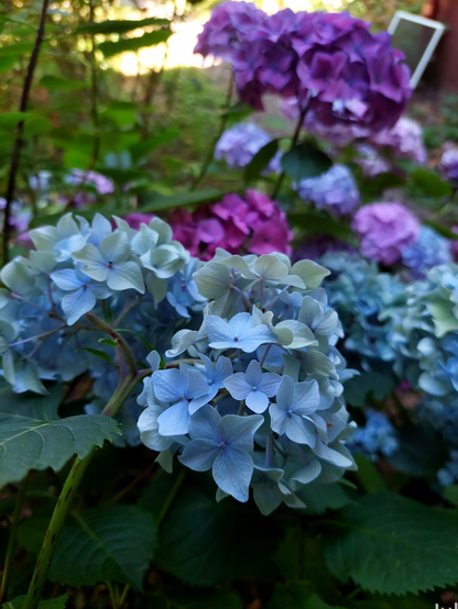 Light blue mop head hydrangeas, with pink and purple out of focus blooms beyond