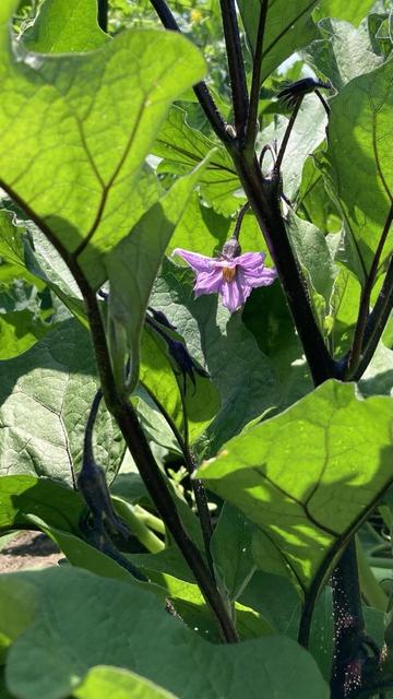 A leafy eggplant plant. The translucent leaves are light green with sunlight from above.  The stems are a very dark purple.  A solitary light purple flower is being lit up by sunshine which has found a gap in the canopy of leaves.  