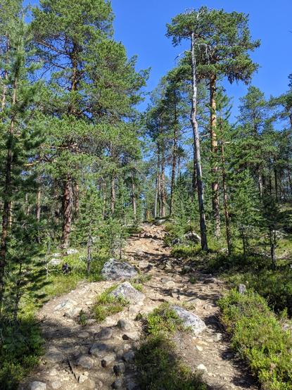 Un chemin caillouteux dans une forêt de sapins près d'Inari. Le ciel est bleu.