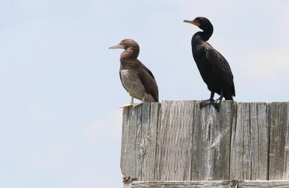 Brown booby, rare in Boston, perching with a more common cormorant in South Boston, photo by Hugmagesty