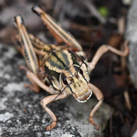 Big grasshopper looking straight into the camera. It is salmon colored, with dark green and yellow stripes on its body, and black eyes and antennae.