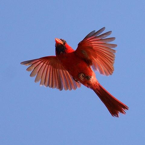 A male Northern Cardinal standing out against a blue sky as it flies across.