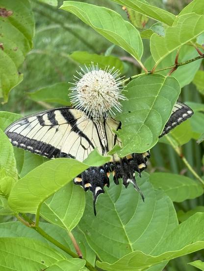 A very large yellow and black butterfly nectars from the spherical inflorescence of a Buttonbush. Its head is obscured by the ball of white flowers