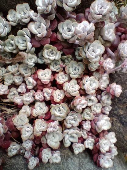 Tiny succulents clinging to stone wall at Pacific coast, Seaside, Oregon, USA last month look like flower blossoms
