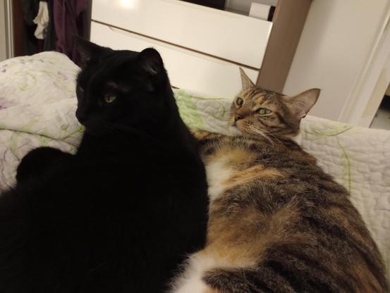 My two cats, Formiga and Nina, snuggling together in bed