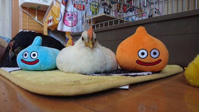 Chicken sitting inbetween Dragon Quest slime plushies, its shape resembles the slimes