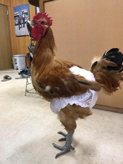 Chicken wearing diaper (I hope)