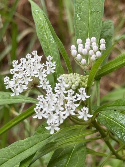 A close photo of the small, white, octopus-like blooms of an aquatic milkweed plant growing in clusters. Its long, slender leaves can be seen as well
