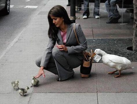 woman in a business suit crouched to pet ducklings as mama duck takes cash out of her purse