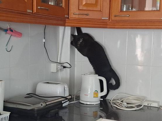 Haesu, a black cat, is on the kitchen bench checking what moight be hiding behind the cupboard.