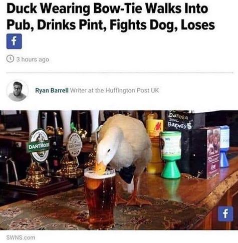 Headline (Huffington Post UK? from Facebook?): Duck Wearing Bow-Tie Walks Into Pub, Drinks Pint, Fights Dog, Loses

image: duck wearing bow-tie standing on bar counter drinking almost full pint of beer