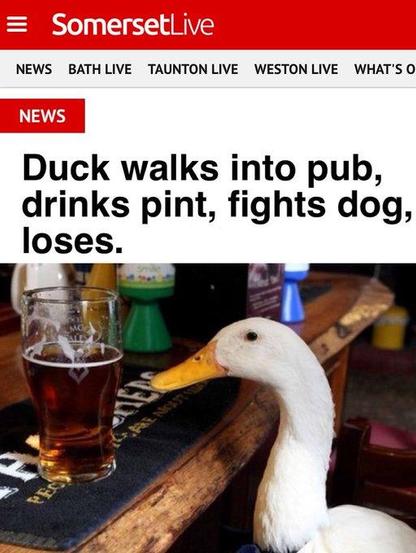 SomersetLive headline: Duck walks into pub, drinks pint, fights dog, loses.

image: duck on a bar stool, a mostly full pint of beer in front