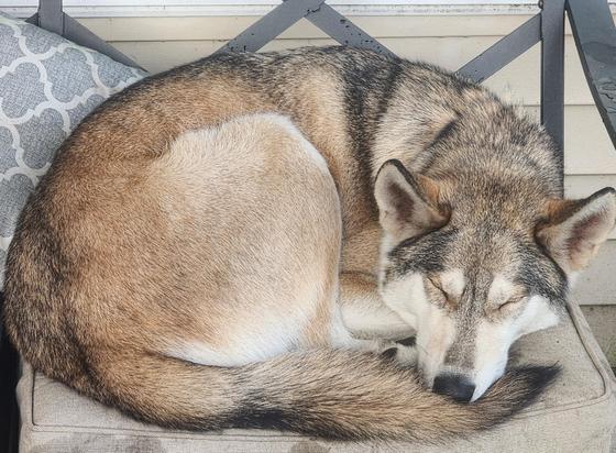 Picture of Havoc, our pet dire wolf, curled up and zonked out.