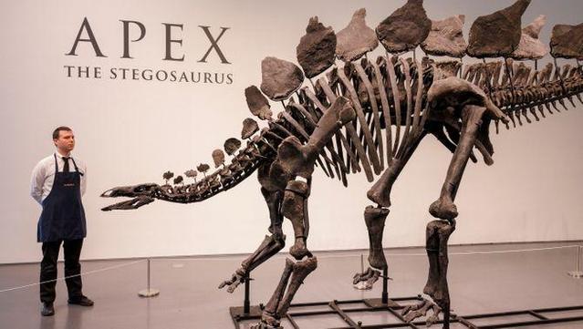 L'Apex és l'exemplar més ben conservat d'estegosaure i es calcula que va viure fa 150 milions d'anys (EFE)