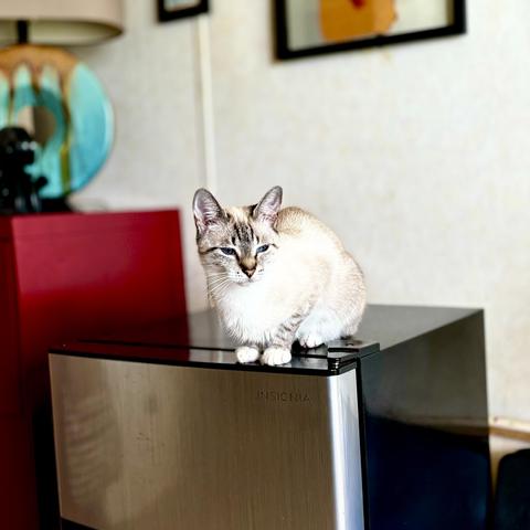A little gray and white tabby cat poised atop a mini-fridge looking past the camera toward a window with sleepy sapphire blue eyes. 