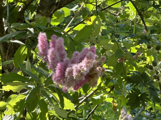 Close up: pink Steeplebush with green leaves background