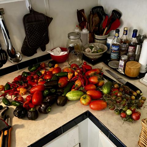 An assortment of vegetables spread over the countertop. Roma tomatoes, slicing tomatoes, cherry tomatoes, purple sweet peppers, habaneros, jalapeños, Cajun belle, and Tabasco peppers sit in front of kitchen accoutrements such as tools and vinegars. 