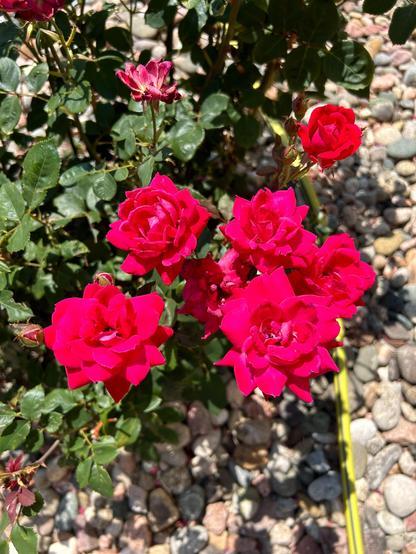 Close-up photo of several bright red roses, within a larger rose bush. Assorted tan and grey river rocks form the garden bed in the background. 