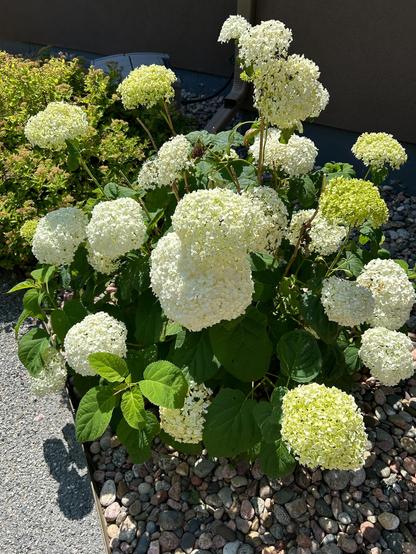 Photo of a hydrangea bush, prominently displaying large, round blooms ranging from light green to bright white. A different bush is nestled behind it, and the brown exterior of a house is visible in the background. 