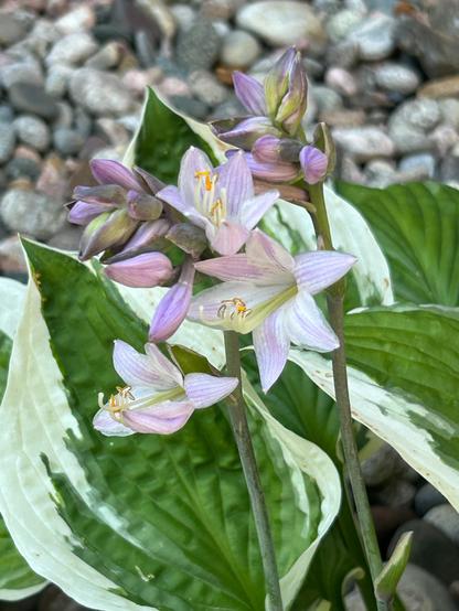 Close-up photo of a cluster of flower buds extending from a hosta plant. Two of the buds have opened to reveal pale purple petals, while the other buds are still tightly closed. The large leaves of the hosta plants are green with white edges, and a bed of river rocks can be seen out of focus in the background. 