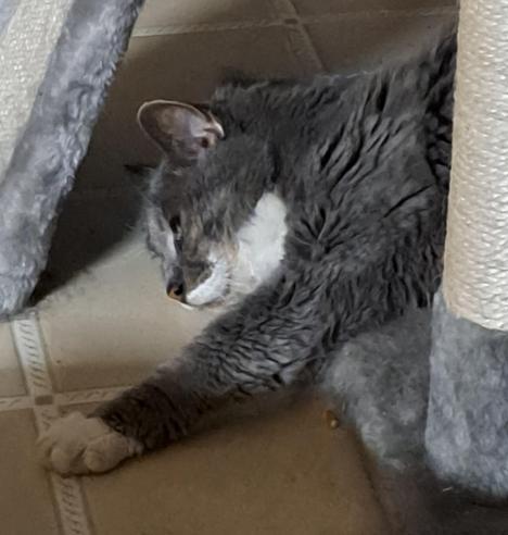We see the upper half of a gray and white cat sprawled in rest on the bottom level of a fuzzy gray cat tree. 