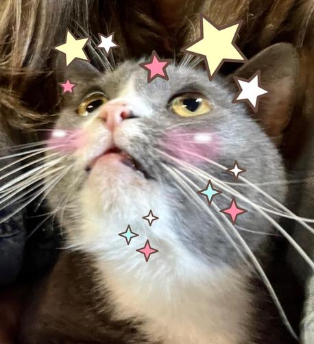 A grey tuxedo cat looking up. Photo has been edited to add sparkles, blush, and stars. 